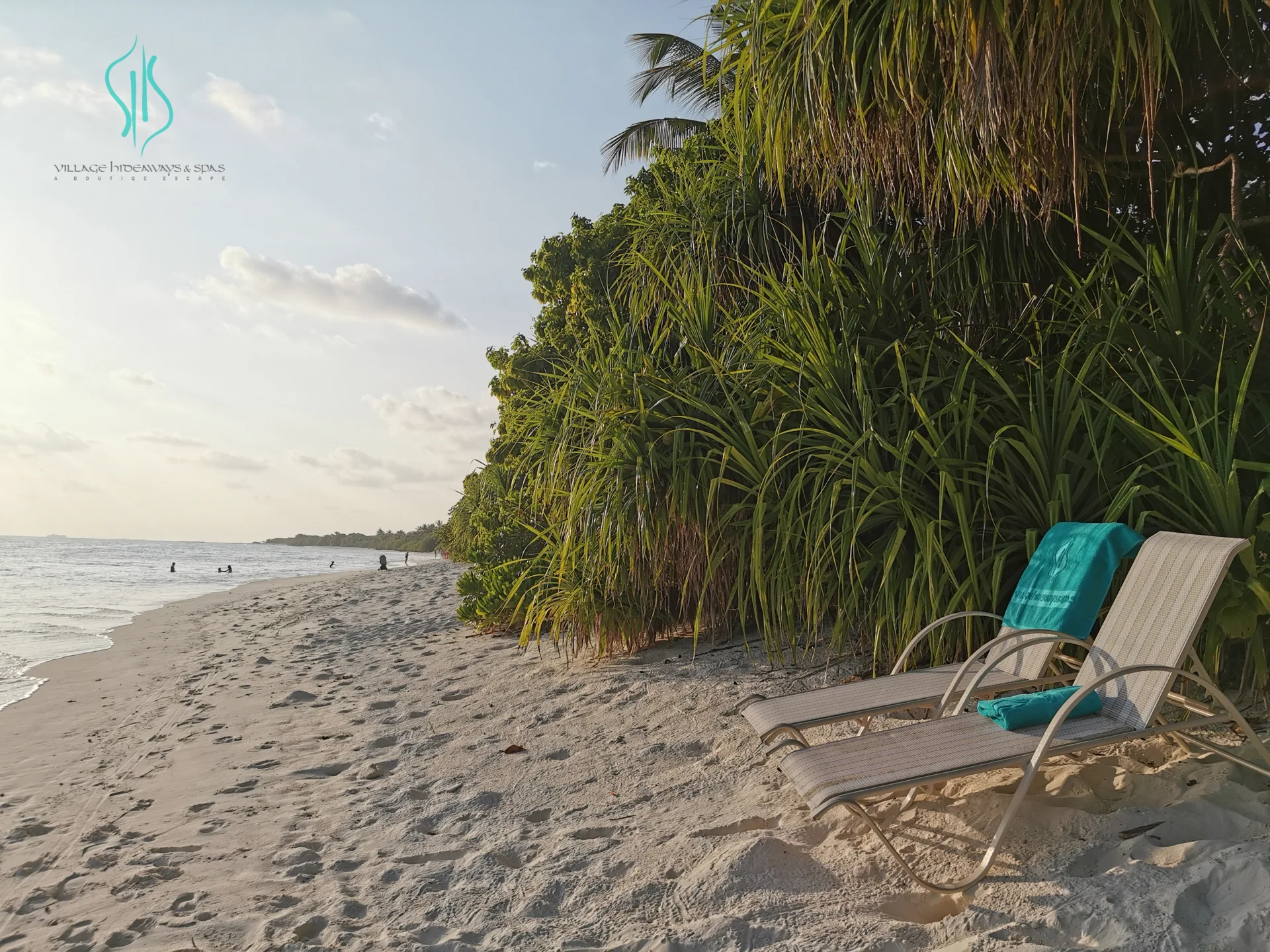 Quiet beach loungers beside the palms on Fulhadhoo