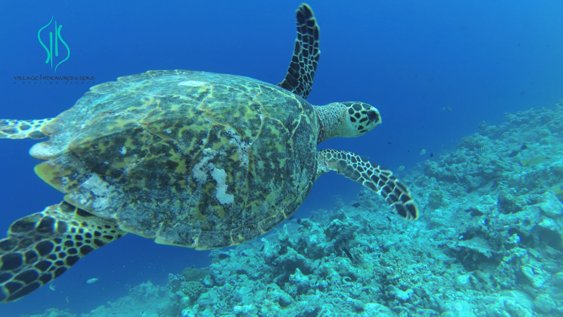 Let the sea surprise you.